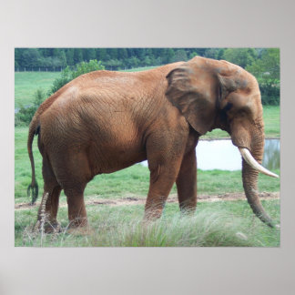 Poster elefante