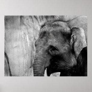 Pôster elefante