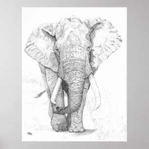 Pôster Elefante