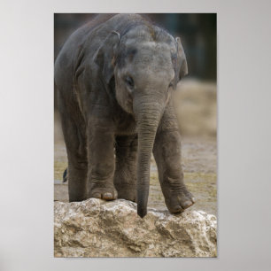 Poster Elefante