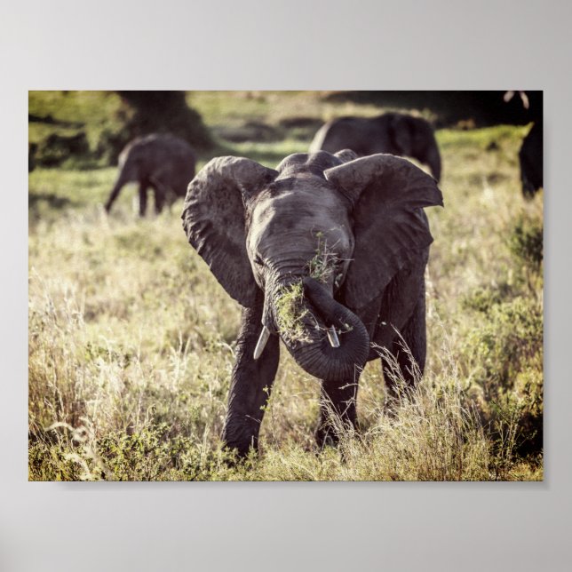 Poster Elefante (Frente)