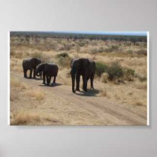 Poster Elefante