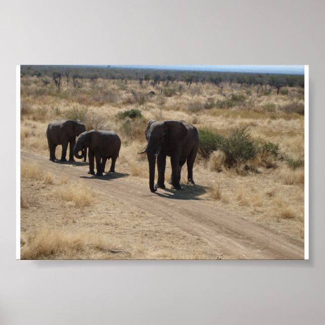 Poster Elefante (Frente)