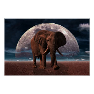 Pôster Elefante