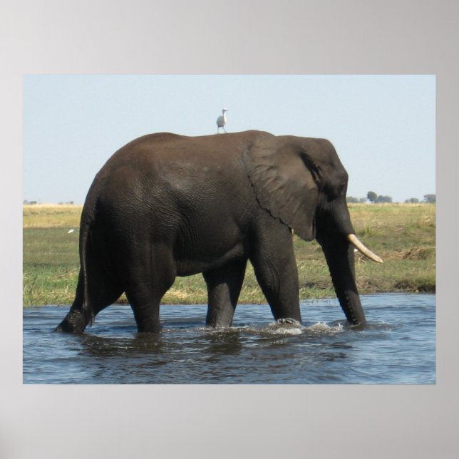 Poster Elefante (Frente)