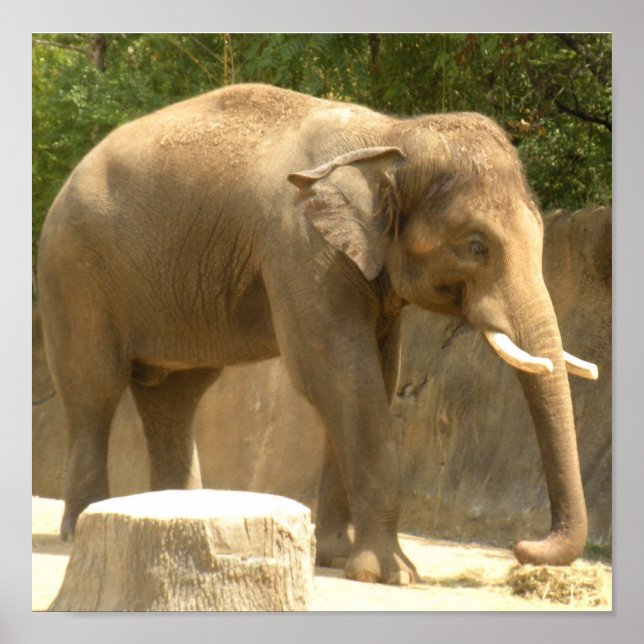 poster elefante2 (Frente)