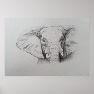 Pôster Elefante 2011