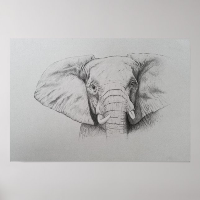 Pôster Elefante 2011 (Frente)