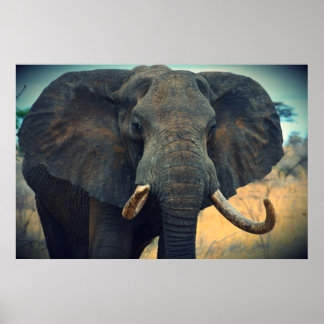 Poster Elefante Africano