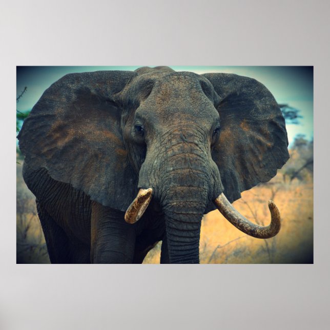 Poster Elefante Africano (Frente)