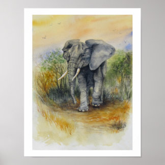 Poster Elefante Africano