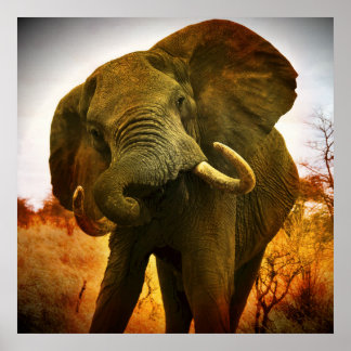 Poster Elefante Africano
