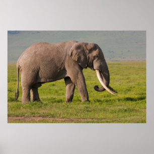 Poster Elefante africano, área da conservação de
