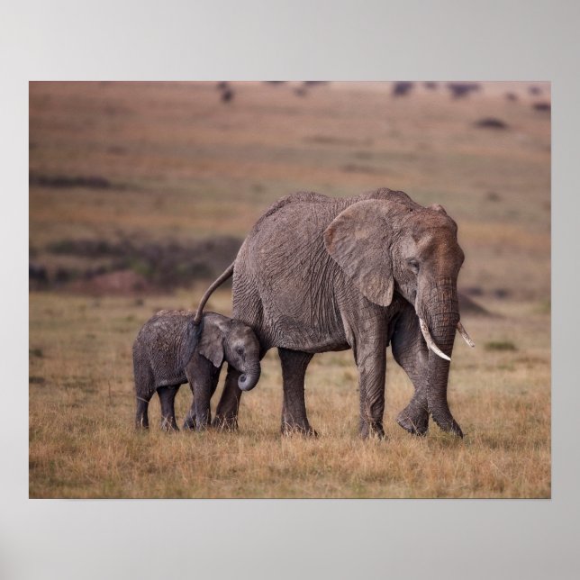 Poster Elefante Africano com Bebê (Frente)