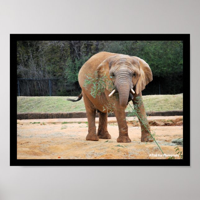 Poster Elefante Africano Comendo (Frente)