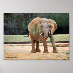 Poster Elefante Africano Comendo