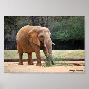 Poster Elefante Africano no Parque