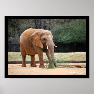 Poster Elefante Africano no Parque