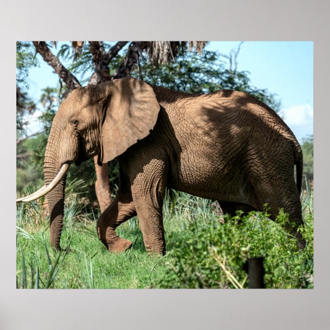 Poster Elefante Africano no Safari (Frente)