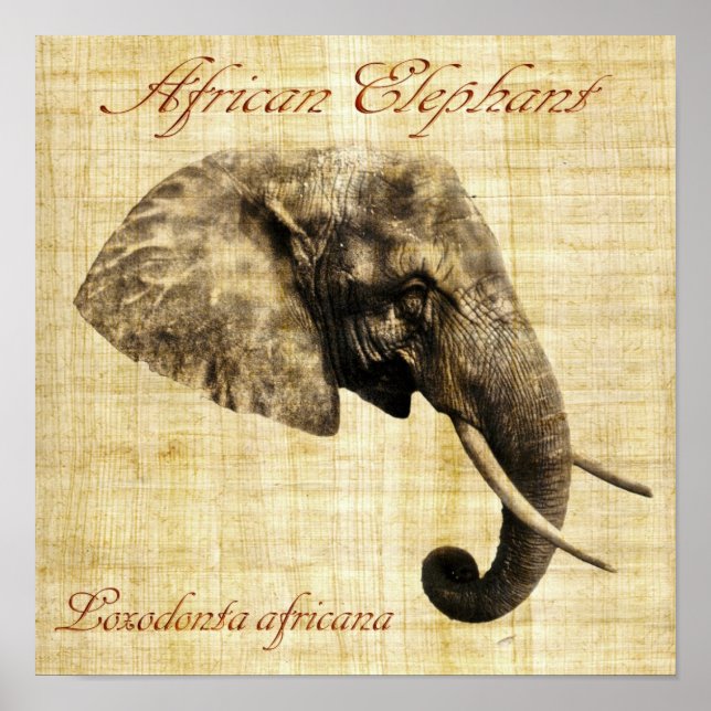 Poster Elefante africano (sem quadro) (Frente)