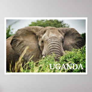 Pôster Elefante africano, Uganda