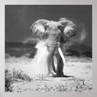 Pôster Elefante antigo