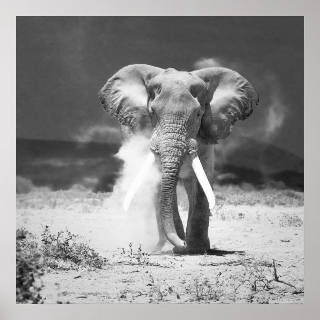 Pôster Elefante antigo (Frente)