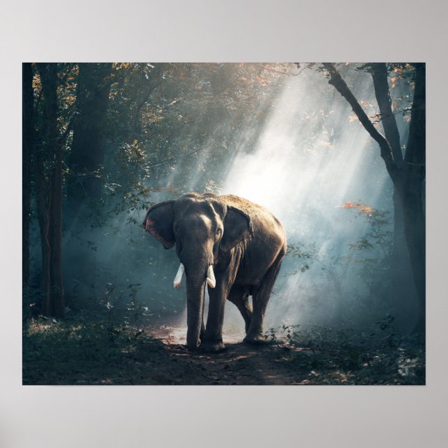 Poster Elefante Asiático em Limpeza de Floresta Solta (Frente)