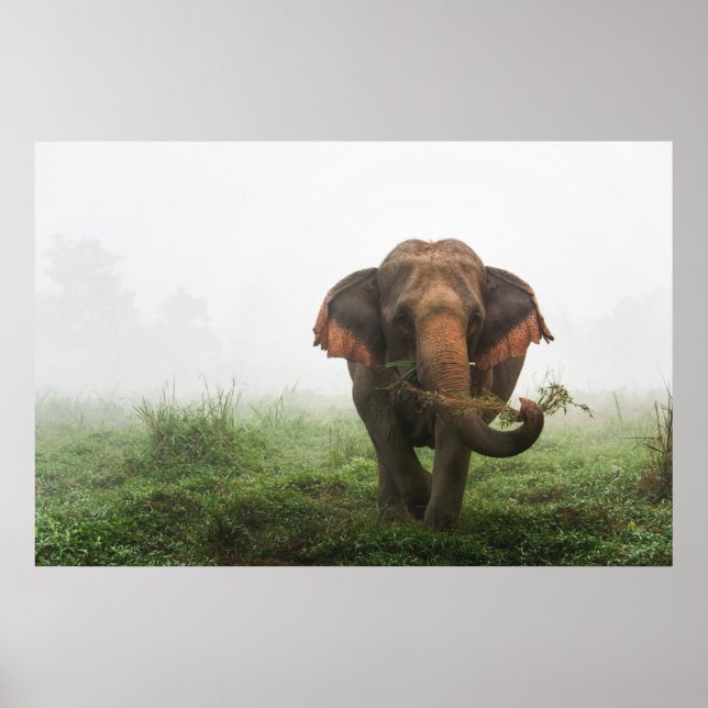Poster Elefante Asiático na Tailândia (Frente)