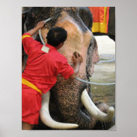 Elefante Bathtime... Ayutthaya, Tailândia