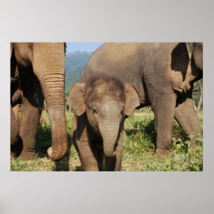 Poster Elefante bebê