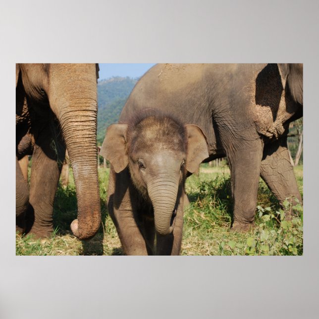 Poster Elefante bebê (Frente)