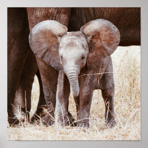 Poster Elefante-bebê afro-branco com mamãe