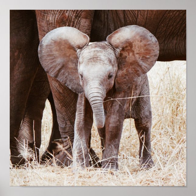 Poster Elefante-bebê afro-branco com mamãe (Frente)