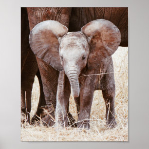 Poster Elefante-bebê elefante-africano-bonito com mamãe