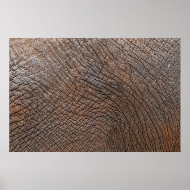 Poster Elefante castanho em fotografia fechada (Frente)