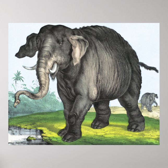 Poster Elefante cinza (Frente)