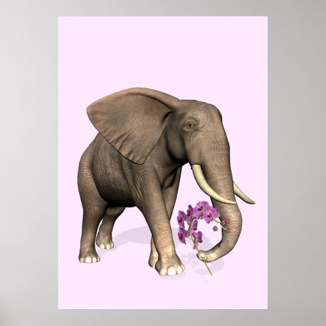 Pôster Elefante Com Orquídea Rosa (Frente)
