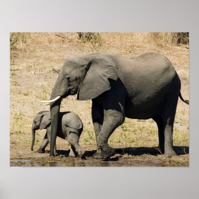 Poster Elefante De Bebê E Mãe (Frente)