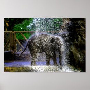 Poster Elefante De Bebê Jogando Em Cascata
