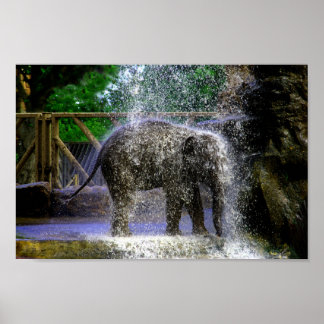 Poster Elefante De Bebê Jogando Em Cascata