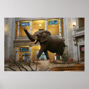 Pôster Elefante do museu da história natural