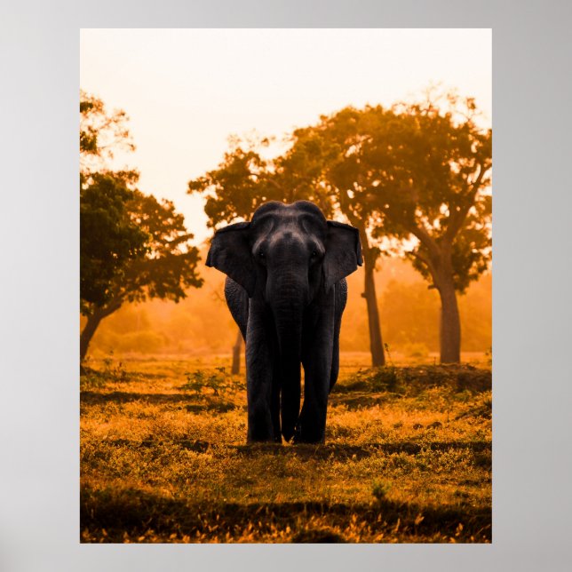 Poster Elefante do Sri Lanka ao pôr do sol (Frente)