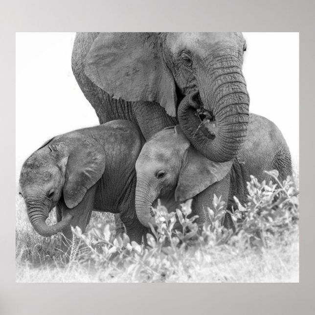 Pôster Elefante e dois vitelos | Samburu (Frente)