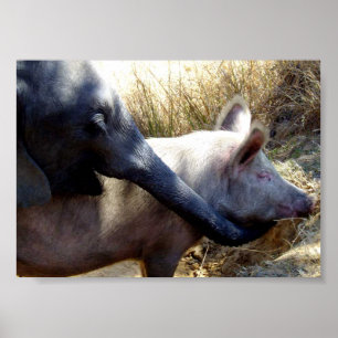 Pôster Elefante e porco em África