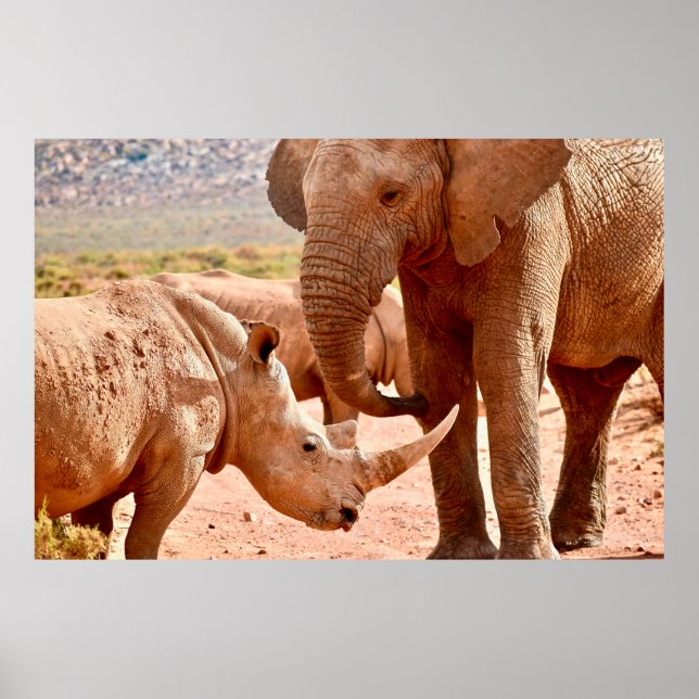 POSTER ELEFANTE E RHINO NÃO GOSTAM UM DO OUTRO (Frente)