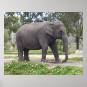 Pôster Elefante em Caminho de Floresta Parada