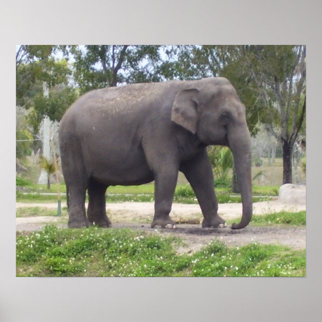 Pôster Elefante em Caminho de Floresta Parada (Frente)