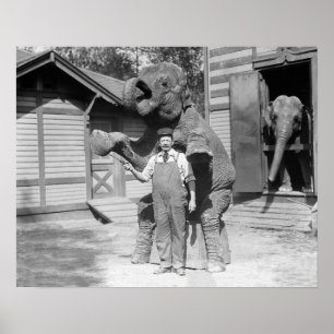 Pôster Elefante Executa um Truque, 1915. Foto Antiga