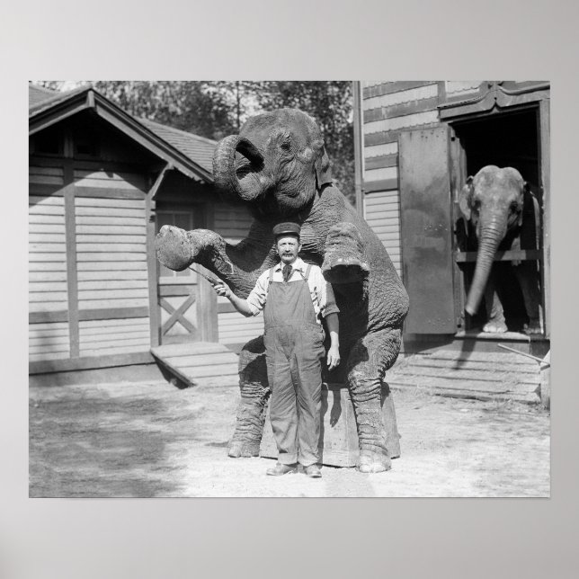 Pôster Elefante faz um truque, 1915. Vintage Photo (Frente)